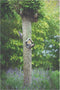 BEST FOR BIRDS | Best For Birds Pindakaas Vogelhuisje Oud Hout