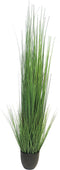 (Best) King festuca green in pot 150cm
