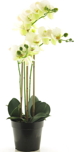 (Best) RT Phalaenopsis Bora x3 in pot 60cm white