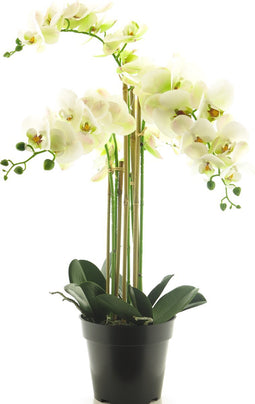(Best) RT Phalaenopsis Bora x5 in pot 60cm white