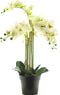 (Best) RT Phalaenopsis Bora x5 in pot 60cm white