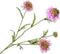 Silk-ka Kunstbloem-Zijden Bloemen Scabiosa Tak Paars-Roze 80 cm
