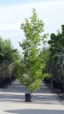Beverboom laagstam Magnolia kobus h 250 cm