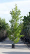 Beverboom laagstam Magnolia kobus h 250 cm