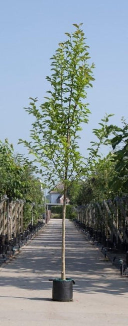 Beverboom Magnolia kobus h 350 cm st. omtrek 12 cm