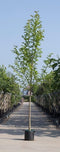 Beverboom Magnolia kobus h 350 cm st. omtrek 12 cm