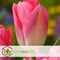 Plant in a Box - Tulipa Dynasty- Bloembollen x20 - Tulp - Roze wit - Tulpen uit Holland