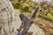 Gardena PowerSaw 250/18V - Accu kettingzaag - Borstelloze motor 8 m/s - Oregon® ketting (1 stuk)