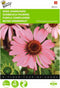 2 stuks - Buzzy - Echinacea purpurea roodbloeiend