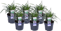 Plant in a Box - Liriope muscari 'Ingwersen' - Set van 6 - Winterharde siergrassen - Pot 14cm - Hoogte 25-35cm