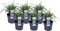 Plant in a Box - Liriope muscari 'Ingwersen' - Set van 6 - Winterharde siergrassen - Pot 14cm - Hoogte 25-35cm