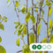Chinese berk | Betula alb. 'Fascination' 14-18 cm | Bomenbezorgd.nl