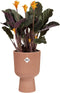 Elho Vibes Fold Coupe 14 - Bloempot voor Binnen - 100% Gerecycled Plastic - Ø 13.9 x H 21.0 cm - Delicaat roze