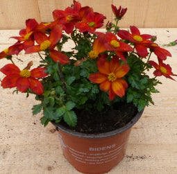 Bidens Tandzaad plant
