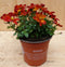 Bidens Tandzaad plant