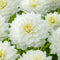Plant in a Box - Dahlia 'White Perfection' - set van 3 - zomerbloeiers - dahliaknollen - tuinbloemen - Wit