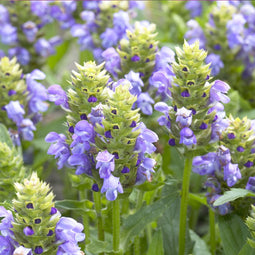Bijenkorfje - Prunella grandiflora | 1 stuk | Bijen- en vlinderplant | Bijentuin | Rotsplant | plant voor rotstuin | alpine plant | Bodembedekker | vermijd onkruid | grondbedekker | 11x11 cm Kwekerspot | Blauw