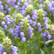 Bijenkorfje - Prunella grandiflora | 1 stuk | Bijen- en vlinderplant | Bijentuin | Rotsplant | plant voor rotstuin | alpine plant | Bodembedekker | vermijd onkruid | grondbedekker | 11x11 cm Kwekerspot | Blauw