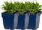 Bijenkorfje - Prunella grandiflora | 1 stuk | Bijen- en vlinderplant | Bijentuin | Rotsplant | plant voor rotstuin | alpine plant | Bodembedekker | vermijd onkruid | grondbedekker | 11x11 cm Kwekerspot | Blauw