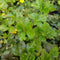 bijSTOX Waldsteinia ternata - Goudaardbei (12 pack)