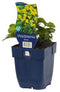 bijSTOX Waldsteinia ternata - Goudaardbei (12 pack)