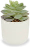 Decoratieve plant Vetplant Plastic 14 x 13,5 x 14 cm (12 Stuks)