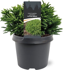 Warentuin natuurlijk - Cryptomeria jap. Little Sonja 20-25 cm Coni...