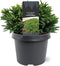 Warentuin natuurlijk - Cryptomeria jap. Little Sonja 20-25 cm Coni...