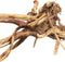 BIOART Spider Wood 10-15CM