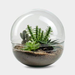Biodome Desert - Terrarium - 30cm