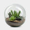 Biodome Desert - Terrarium - 30cm