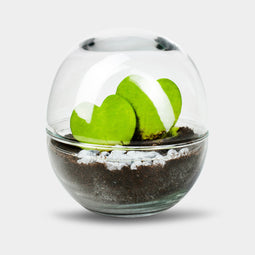 Biodome Liefde - Terrarium - 18cm