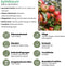 Biologische Appelboom Malus - 1 x Ø 20 cm - ↨ 60 cm