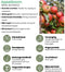 Biologische Appelboom Malus - 1 x Ø 20 cm - ↨ 60 cm