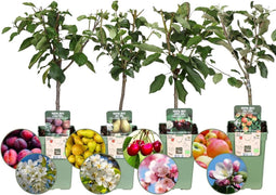 Biologische Fruitbomen set van 4 - Appel, Peer, Kers en Pruim - 4 x Ø 20 cm - ↨ 60 cm