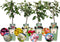 Biologische Fruitbomen set van 4 - Appel, Peer, Kers en Pruim - 4 x Ø 20 cm - ↨ 60 cm