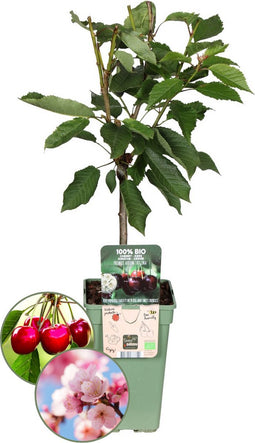 Biologische Kersenboom - Prunus Avium - 1 x Ø 20 cm - ↨ 60 cm
