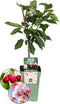 Biologische Kersenboom - Prunus Avium - 1 x Ø 20 cm - ↨ 60 cm