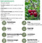 Biologische Kersenboom - Prunus Avium - 1 x Ø 20 cm - ↨ 60 cm