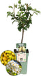 Biologische Perenboom Pyrus - 1 x Ø 20 cm - ↨ 60 cm