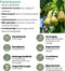 Biologische Perenboom Pyrus - 1 x Ø 20 cm - ↨ 60 cm