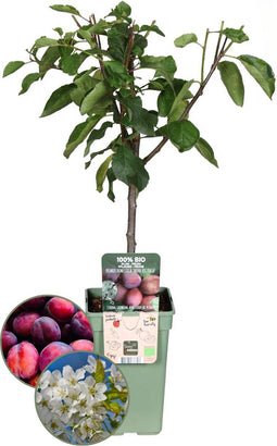 Biologische Pruimenboom Prunus Domestica - 1 x Ø 20 cm - ↨ 60 cm
