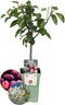 Biologische Pruimenboom Prunus Domestica - 1 x Ø 20 cm - ↨ 60 cm
