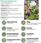 Biologische Pruimenboom Prunus Domestica - 1 x Ø 20 cm - ↨ 60 cm