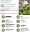 Biologische Pruimenboom Prunus Domestica - 1 x Ø 20 cm - ↨ 60 cm