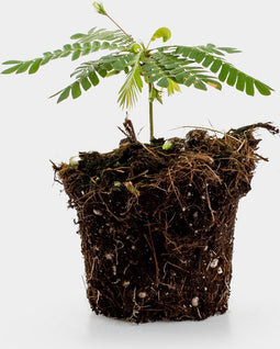 Biophytum