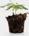 Biophytum