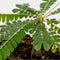 Biophytum