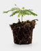 Biophytum