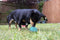 Biosafe puppy snack bal blauw